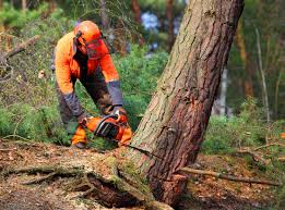 Best Storm Damage Tree Cleanup  in Pine Brook, NJ