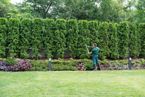 How Our Tree Care Process Works  in  Pine Brook, NJ