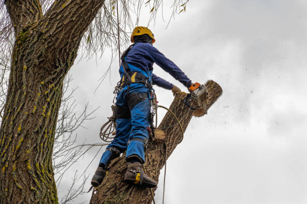 Professional Tree Removal in Pine Brook, NJ