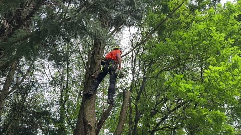Best Pest Control for Lawns  in Pine Brook, NJ
