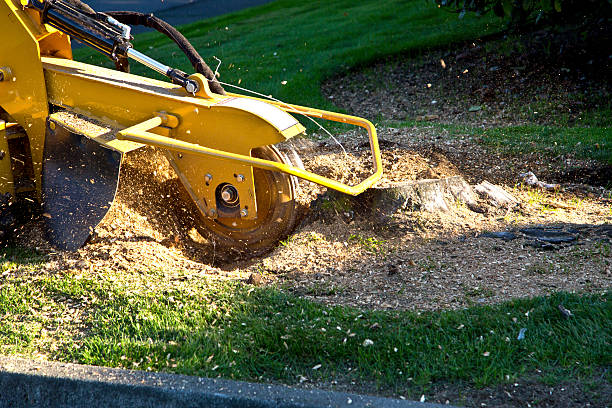 Best Organic Lawn Care Solutions  in Pine Brook, NJ